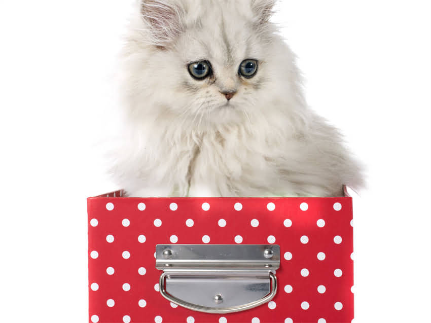 图片 猫咪驱虫药推荐：科学驱虫指南及10款口碑品牌深度测评（附用药周期表）2.jpg