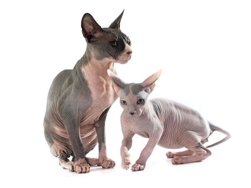 图片 猫咪黑下巴的7大症状与护理指南：症状识别+专业护理全.jpg