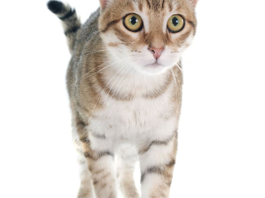 图片 猫咪鼻炎怎么办？专业医生教你快速识别症状+科学护理+有效治疗全攻略1.jpg