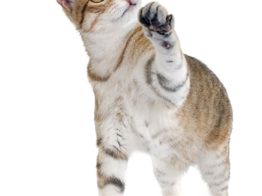 图片 猫咪鼻炎怎么办？专业医生教你快速识别症状+科学护理+有效治疗全攻略2.jpg