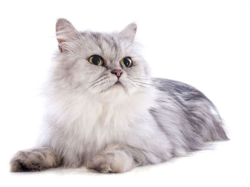 图片 猫多大开始打疫苗？科学免疫时间表与注意事项全（附疫苗种类选择指南）.jpg