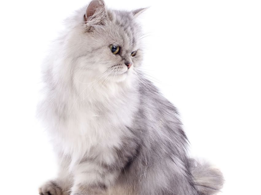 图片 猫多大开始打疫苗？科学免疫时间表与注意事项全（附疫苗种类选择指南）1.jpg