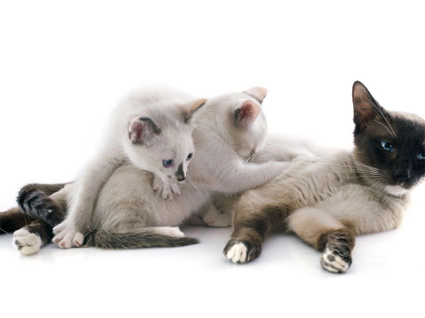 图片 猫多大开始打疫苗？科学免疫时间表与注意事项全（附疫苗种类选择指南）2.jpg