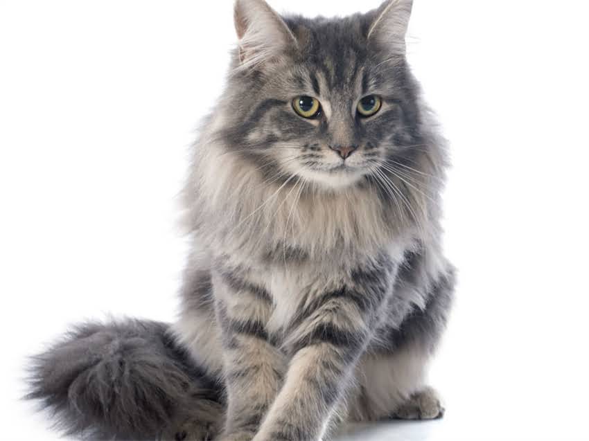 图片 猫换猫粮后拉稀怎么办？3天自救指南+5大注意事项（附兽医建议）.jpg