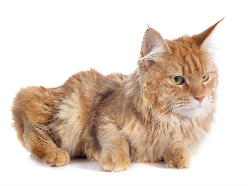 图片 猫换猫粮后拉稀怎么办？3天自救指南+5大注意事项（附兽医建议）1.jpg