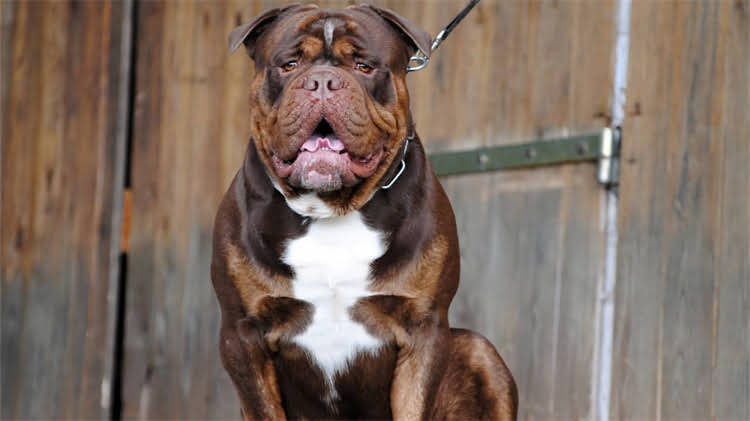 图片 猫换猫粮后拉稀怎么办？3天自救指南+5大注意事项（附兽医建议）2.jpg