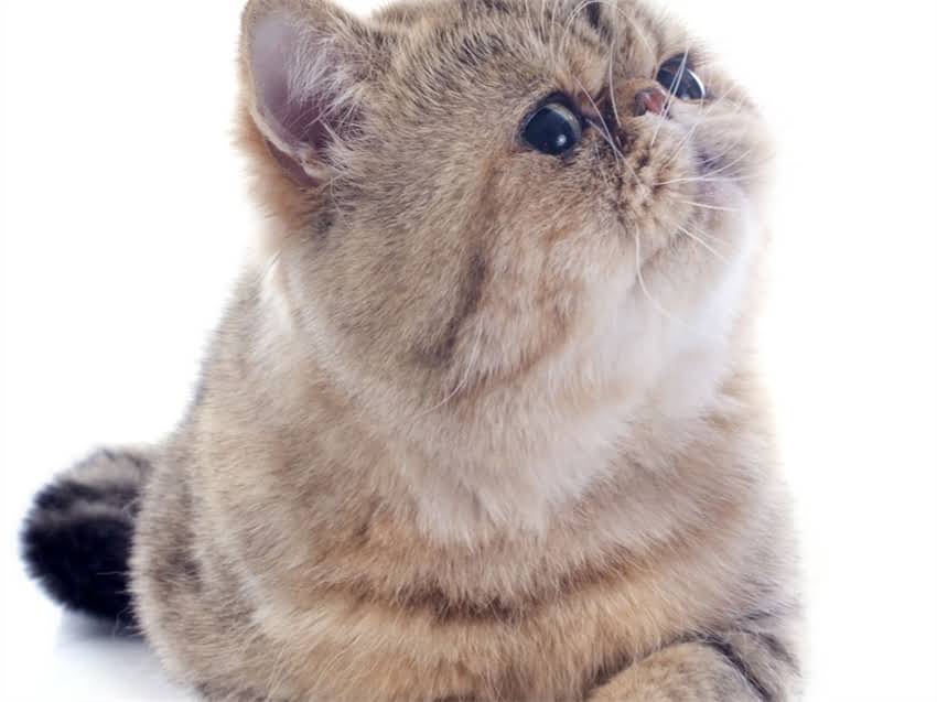 图片 猫掉毛和猫粮有关吗？5大科学原因+专业饮食方案全1.jpg