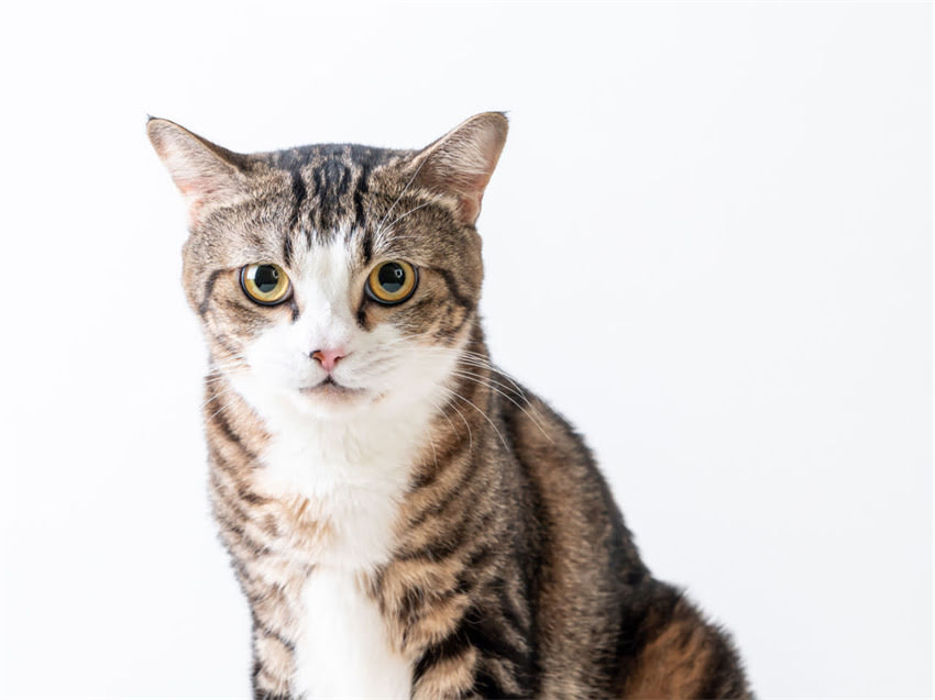 图片 猫疫苗最佳接种时间：幼猫、成猫各阶段疫苗全攻略（附注意事项）.jpg