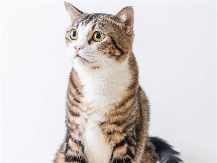 图片 猫疫苗过期变质有哪些危害？如何判断疫苗是否变质并预防风险（附专业处理指南）1.jpg