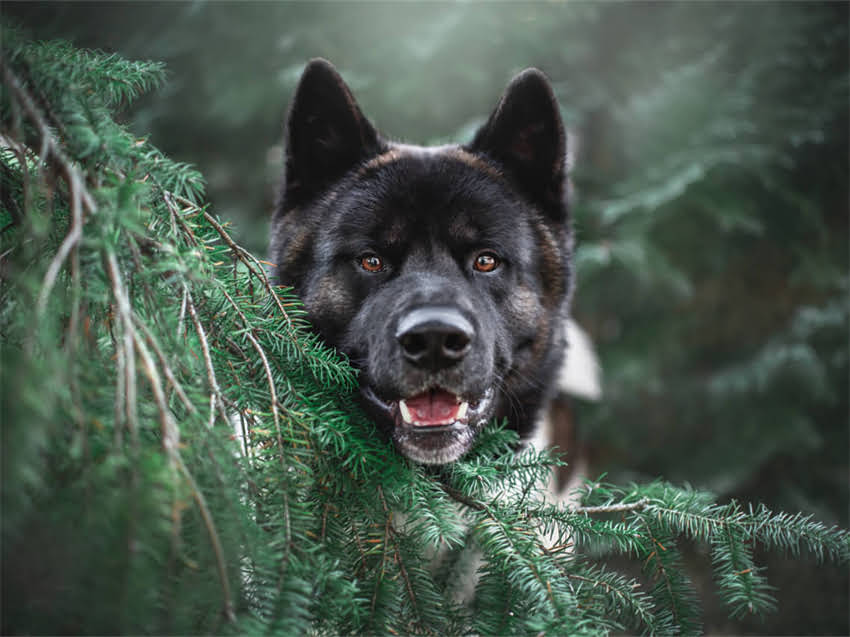 图片 猫粮价格区间如何选择？不同价位猫粮对比测评及选购指南（附参考价表）2.jpg