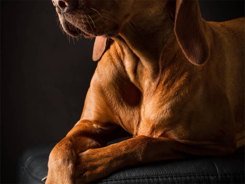 图片 猫粮变软是变质前兆吗？一晚上变软的真相及正确储存方法.jpg