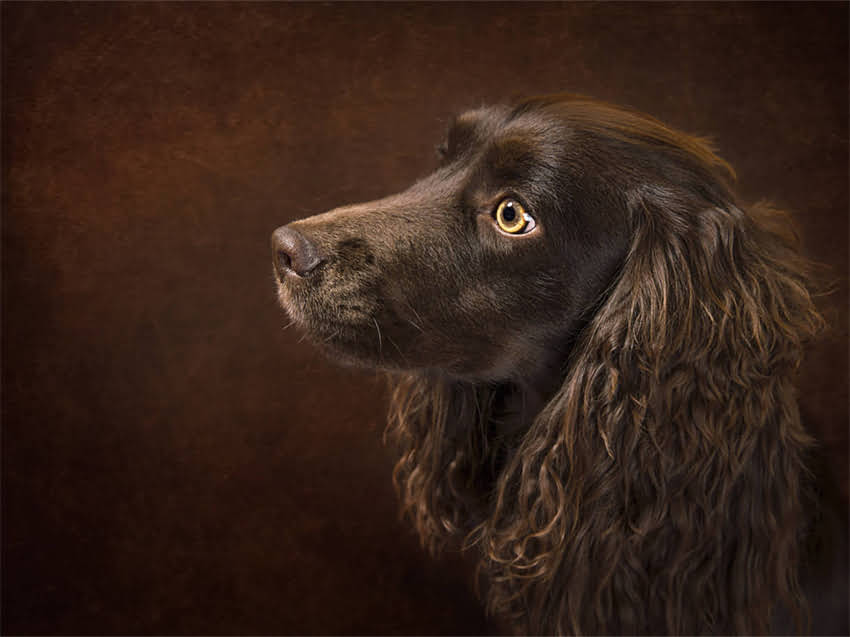 图片 猫粮可以添加什么水果？科学搭配与安全指南（附食谱）.jpg