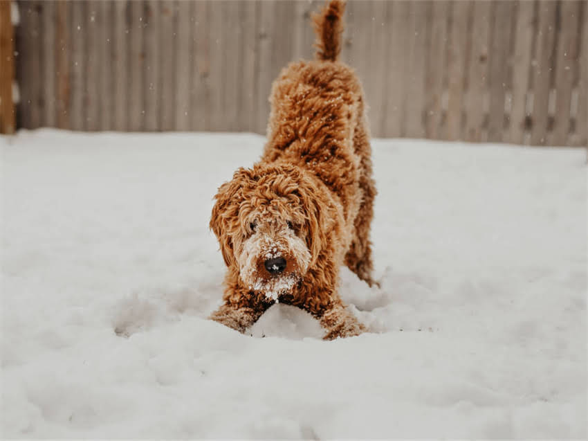 图片 猫粮成分表避坑指南：5大禁忌成分与选购技巧（附成分表）2.jpg