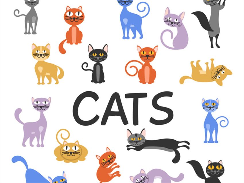 图片 猫粮泪痕的元凶找到了！5大原因+专业护理指南，养猫人必看1.jpg