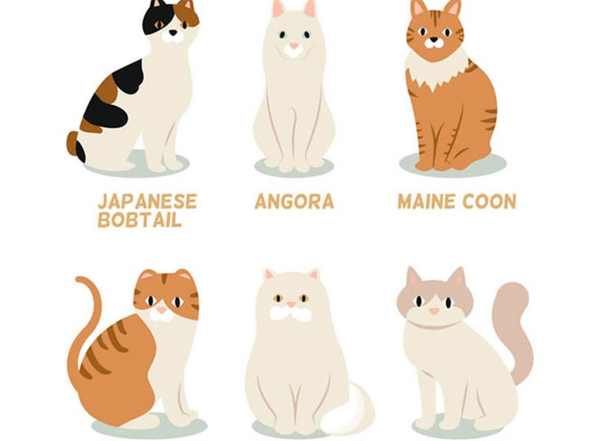 图片 猫粮狗粮能不能人吃？权威解读人类食用宠物粮的安全隐患与营养误区1.jpg