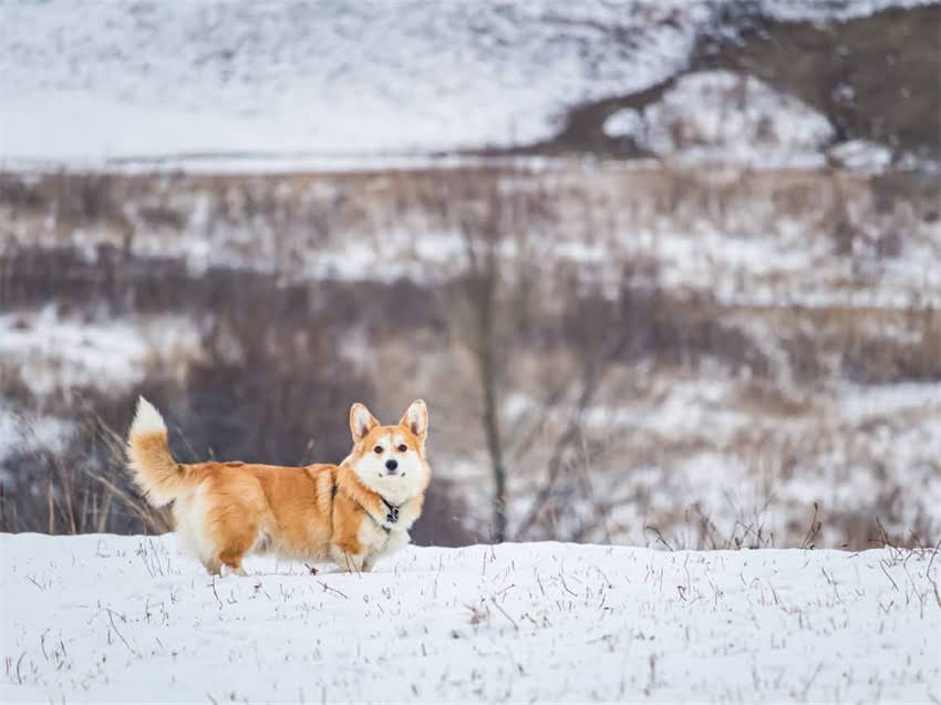 图片 猫粮狗粮能不能人吃？权威解读人类食用宠物粮的安全隐患与营养误区2.jpg