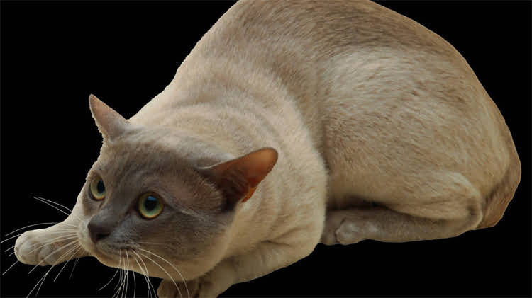 图片 猫粮进货渠道全：如何找到可靠供应商与低价批发？最新指南2.jpg