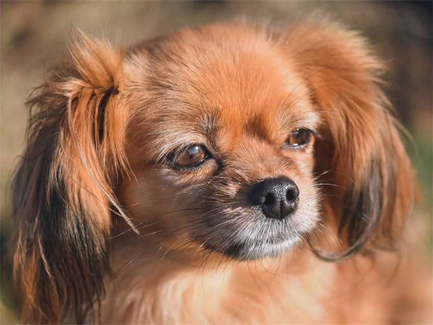 图片 猫绝育前必看！术后疫苗必须接种吗？附全流程操作指南.jpg