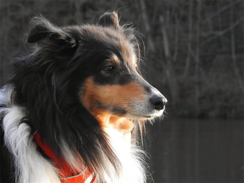 图片 猫绝育前必看！术后疫苗必须接种吗？附全流程操作指南2.jpg