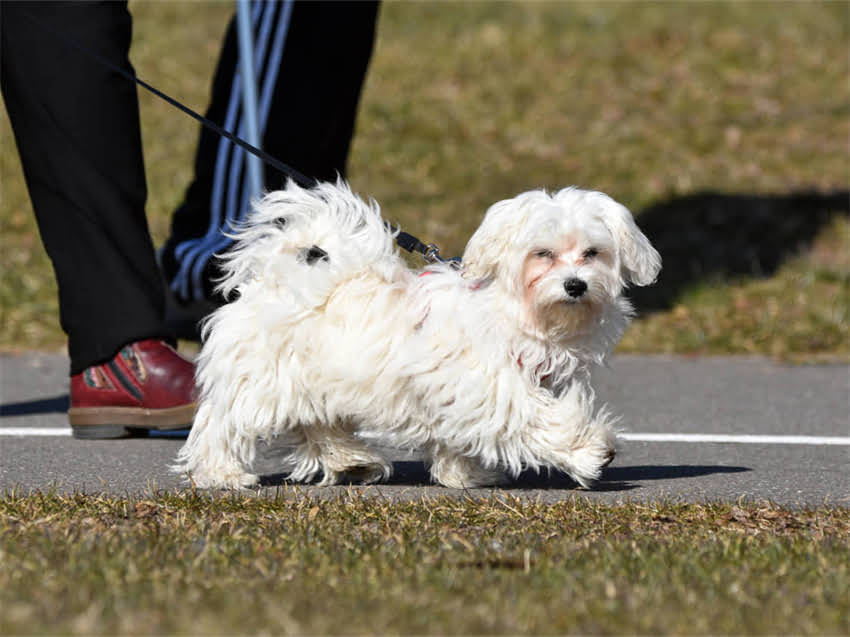 图片 猫肝病能吃猫粮吗？科学喂养指南与饮食调整方案.jpg