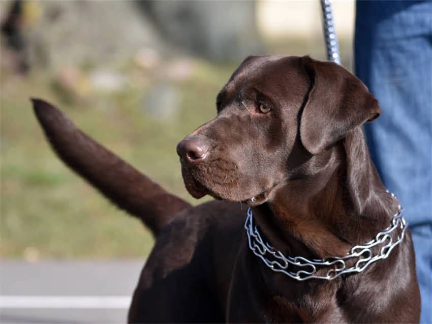 图片 猫肝病能吃猫粮吗？科学喂养指南与饮食调整方案1.jpg