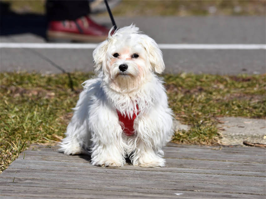 图片 猫肝病能吃猫粮吗？科学喂养指南与饮食调整方案2.jpg