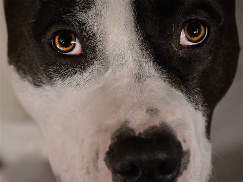 图片 猫肠炎期间能不能喂食猫粮？详细解答+科学护理指南1.jpg