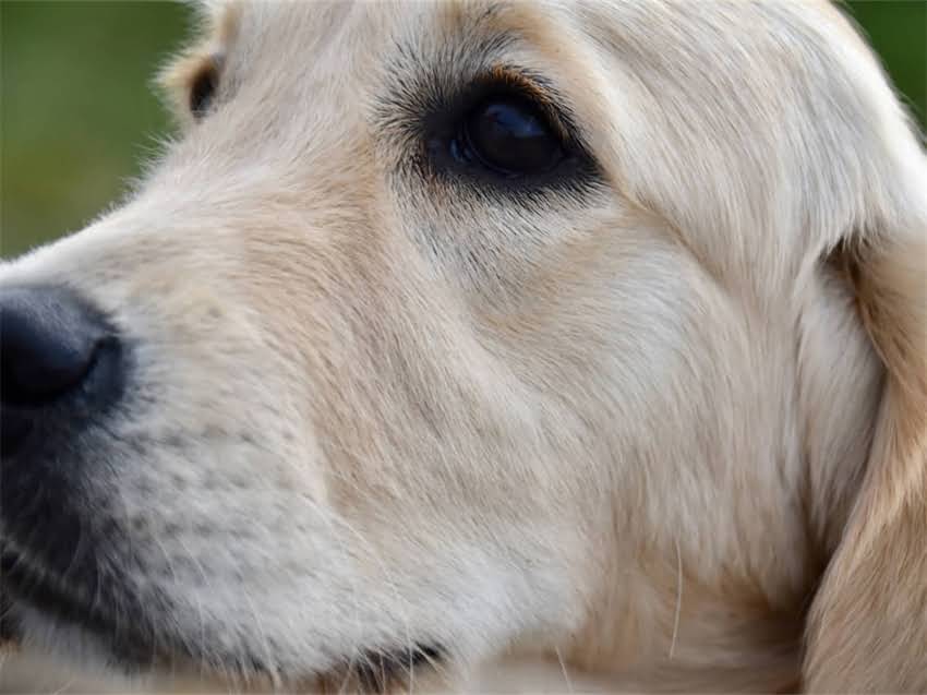 图片 猫肠炎期间能不能喂食猫粮？详细解答+科学护理指南2.jpg