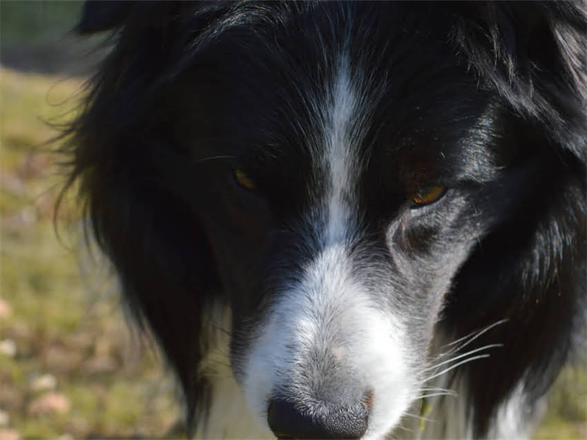 图片 猫误食含猪肉狗粮引发健康危机？资深兽医详解成分隐患与科学应对方案.jpg