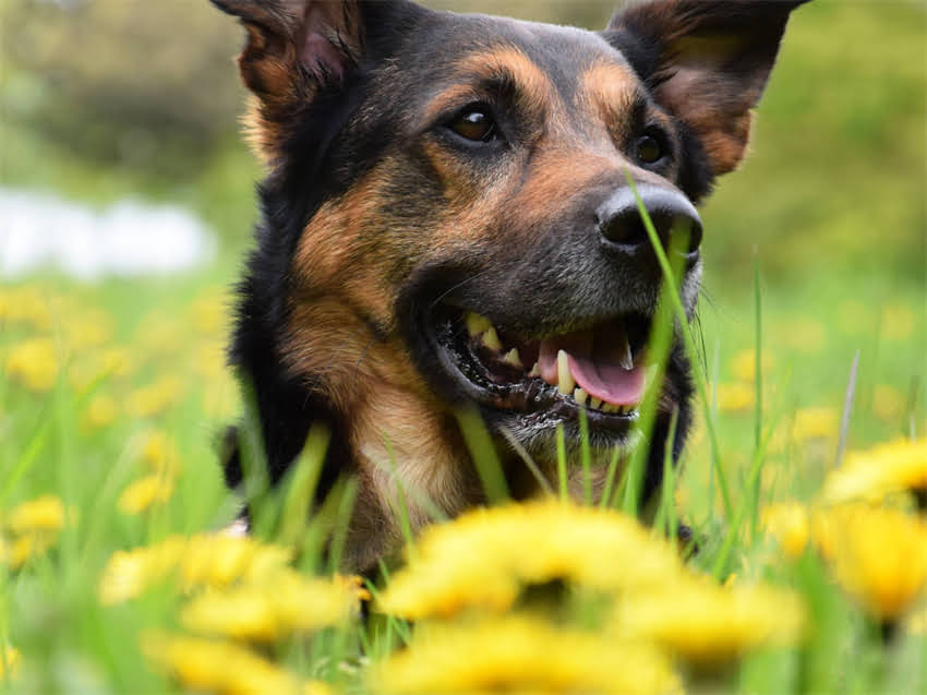 图片 猫误食含猪肉狗粮引发健康危机？资深兽医详解成分隐患与科学应对方案1.jpg