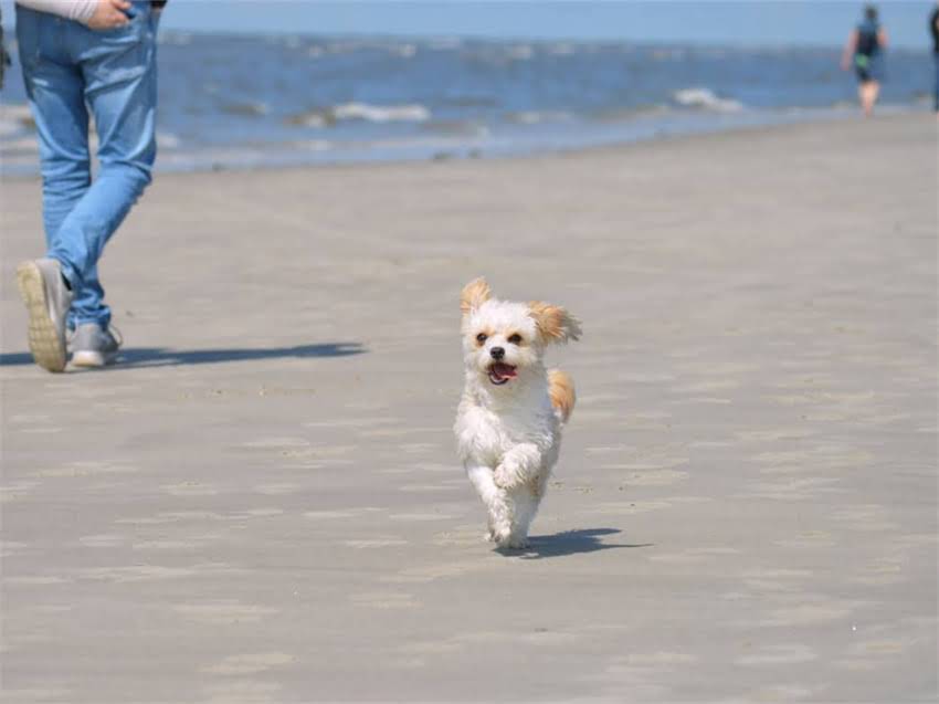图片 猫误食含猪肉狗粮引发健康危机？资深兽医详解成分隐患与科学应对方案2.jpg