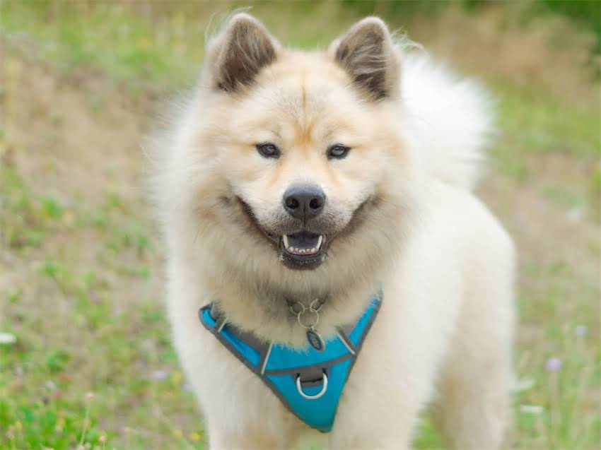 图片 猫长癣怎么办？专业兽医推荐5种抗癣猫粮及饮食调理方案（附症状自查清单）.jpg