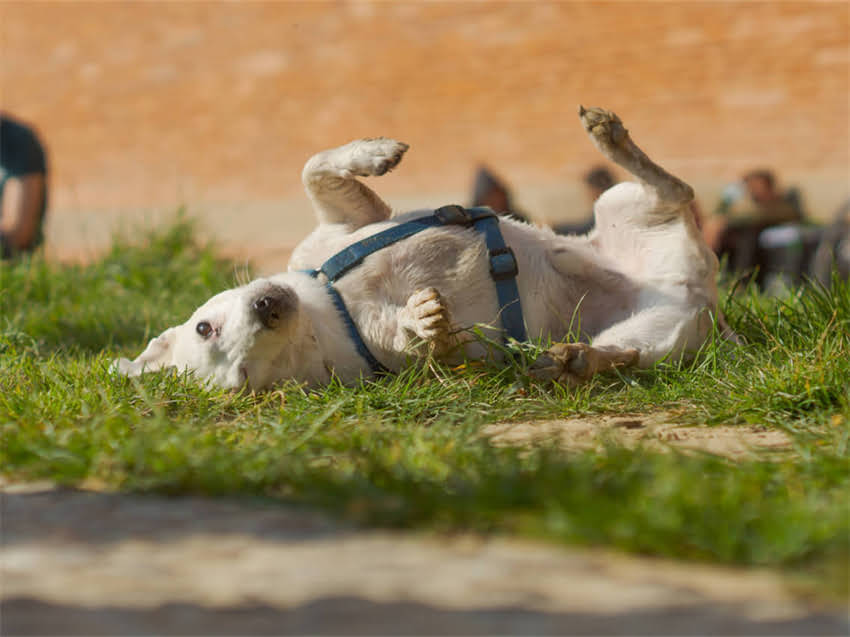 图片 猫长癣怎么办？专业兽医推荐5种抗癣猫粮及饮食调理方案（附症状自查清单）2.jpg