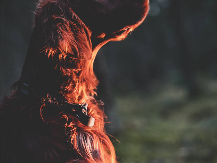 图片 猫饭盒里一直有猫粮？科学喂养指南：猫咪健康饮食的5大误区与解决方案.jpg