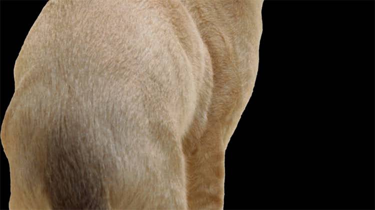 图片 猫饭盒里一直有猫粮？科学喂养指南：猫咪健康饮食的5大误区与解决方案1.jpg