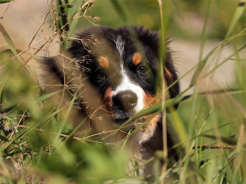 图片 玩具贵宾犬寿命有多长？科学数据揭示黄金饲养周期1.jpg