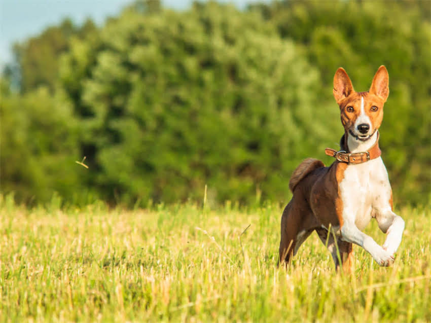 图片 玩具贵宾犬标准体重是多少？不同月龄体重表及饲养指南（附健康对照标准）.jpg