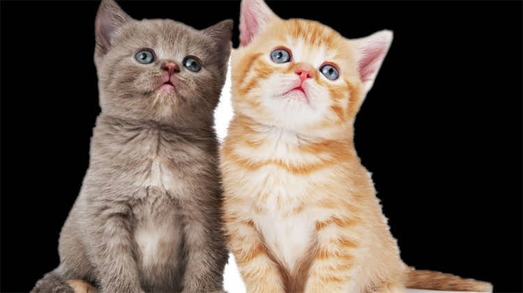 图片 玩具贵宾犬标准体重是多少？不同月龄体重表及饲养指南（附健康对照标准）2.jpg