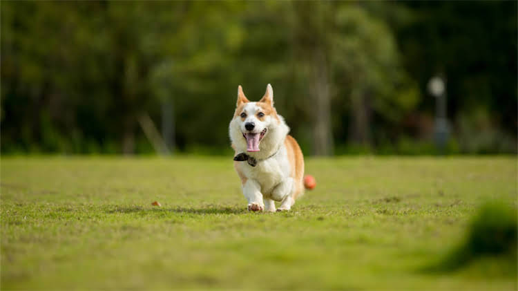 图片 玩具贵宾犬生育寿命与养护指南：科学饲养延长母犬健康与繁殖期全2.jpg