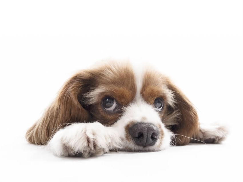 图片 珍宝喜多鱼猫粮怎么样？真实测评与选购指南（附成分表与消费者反馈）.jpg