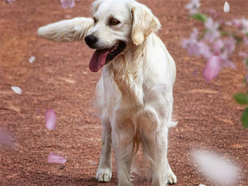 图片 珍宝喜多鱼猫粮怎么样？真实测评与选购指南（附成分表与消费者反馈）1.jpg