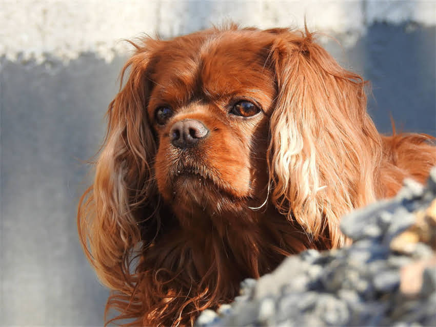 图片 球体博美体味大：科学饲养与体味控制全攻略.jpg