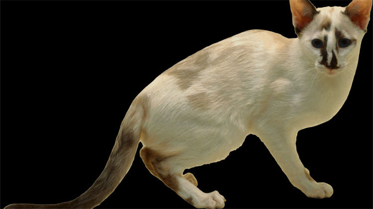 图片 球体博美体味大：科学饲养与体味控制全攻略2.jpg