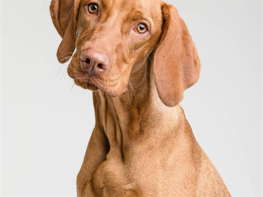 图片 疫苗后水肿的常见表现与危害性分析.jpg