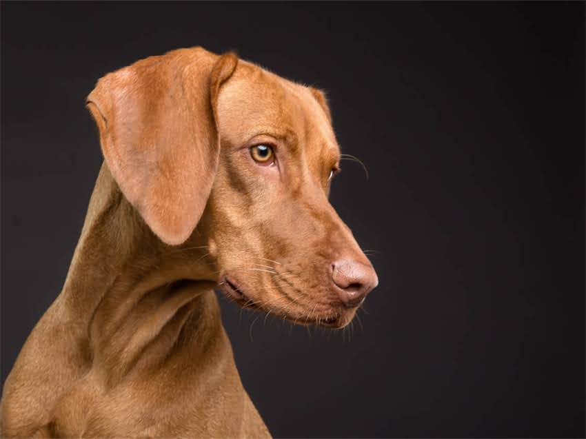 图片 疫苗后水肿的常见表现与危害性分析2.jpg