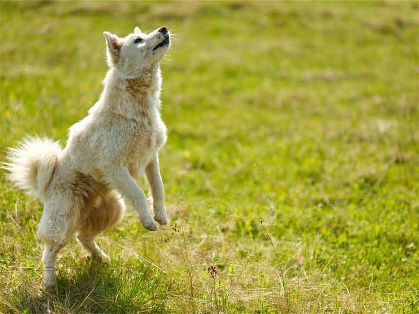 图片 疫苗过敏的猫症状：如何快速识别并紧急处理（附详细应对指南）1.jpg