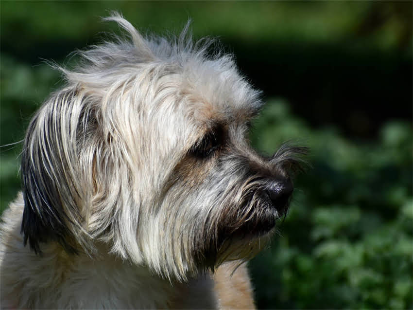 图片 白色京巴犬是否为纯种？京巴犬颜色与血统的权威及选购指南.jpg