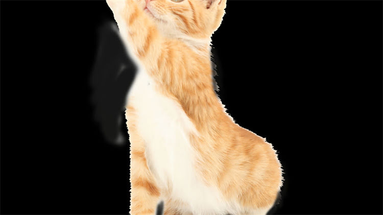 图片 白色京巴犬是否为纯种？京巴犬颜色与血统的权威及选购指南1.jpg