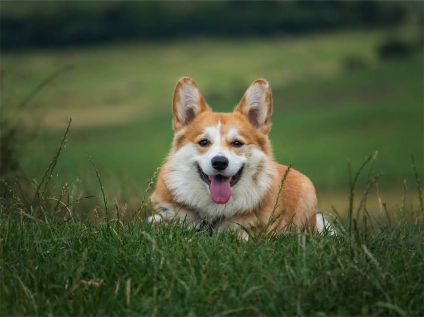 图片 白色公博美起名字爆款推荐：优雅绅士风与萌系创意名全攻略（附120个精选方案）.jpg