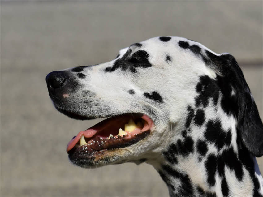 图片 白色公博美起名字爆款推荐：优雅绅士风与萌系创意名全攻略（附120个精选方案）1.jpg